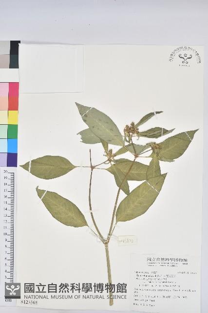 白苞猩猩草藏品圖，第1張