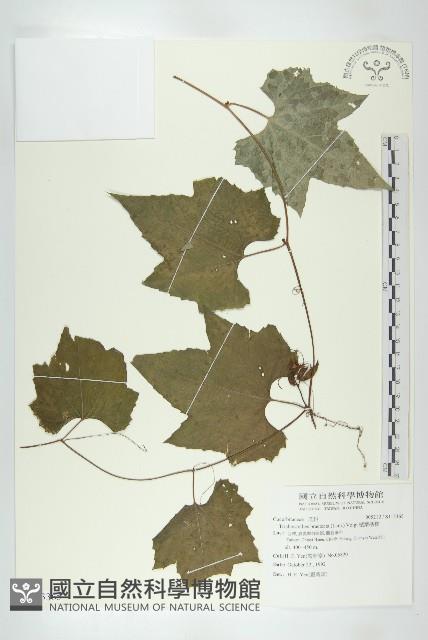 槭葉括樓藏品圖，第1張