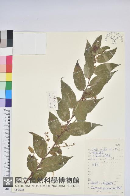 滿山香藏品圖，第1張