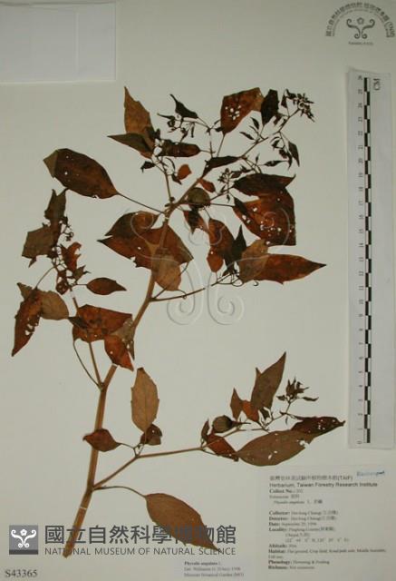 燈籠草藏品圖，第1張