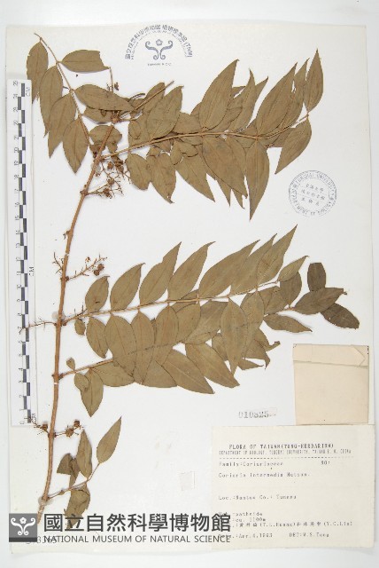臺灣馬桑藏品圖，第1張