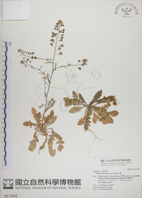 薺藏品圖，第1張