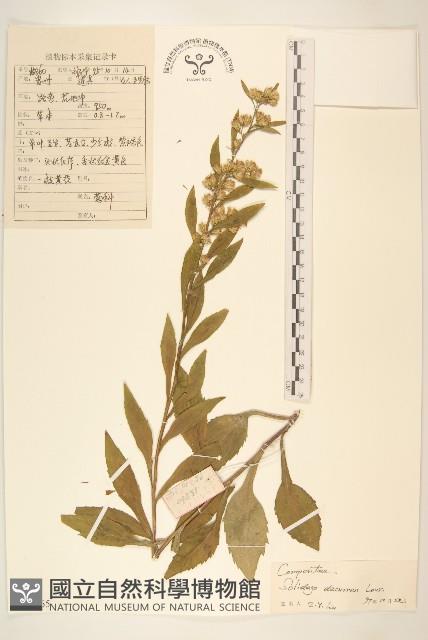 一枝黃花藏品圖，第1張