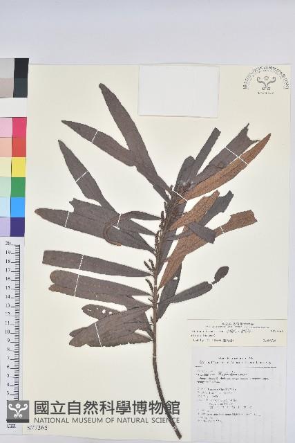 水楊梅、水柳仔藏品圖，第1張