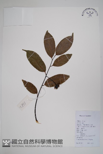 光葉紫玉盤藏品圖，第1張