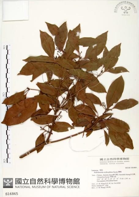 瓊楠藏品圖，第1張