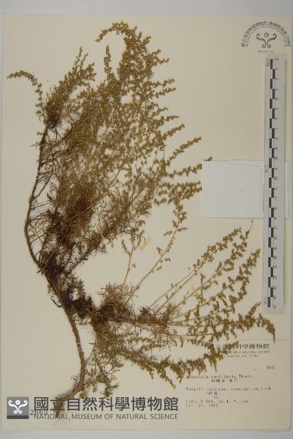 茵蔯蒿藏品圖，第1張