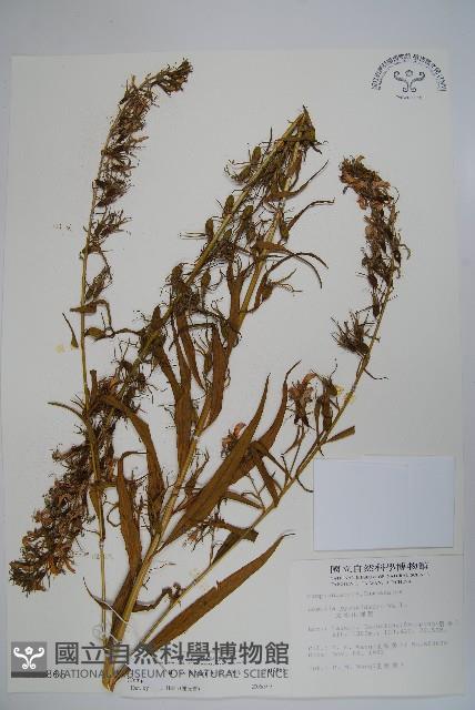 大本山梗菜藏品圖，第1張