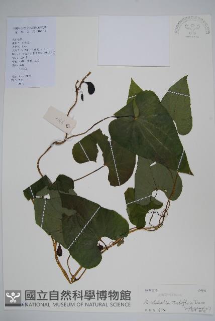 管花馬兜鈴藏品圖，第1張