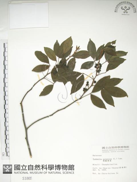 飛龍掌血藏品圖，第1張