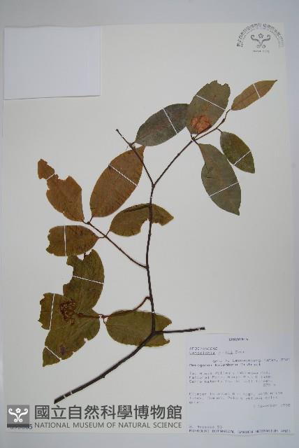 卷枝藤藏品圖，第1張