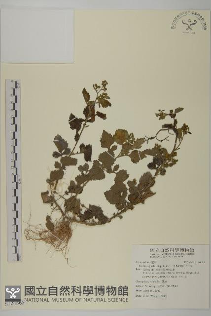 茯苓菜藏品圖，第1張