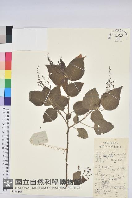 假扎包葉藏品圖，第1張