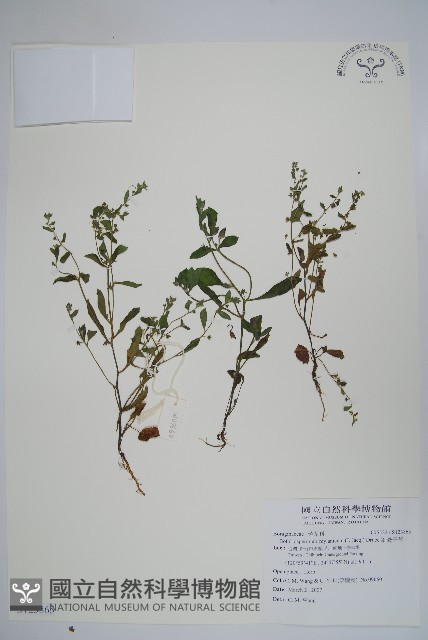 細纍子草藏品圖，第1張