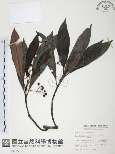 九節木、牛屎烏、青龍吐霧藏品圖，第1張