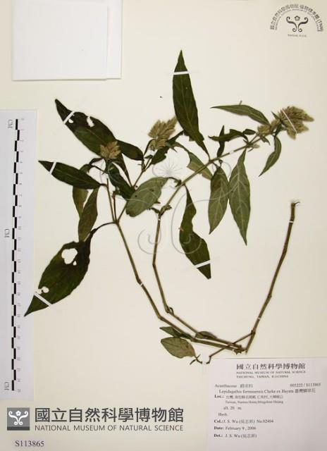 臺灣鱗球花藏品圖，第1張