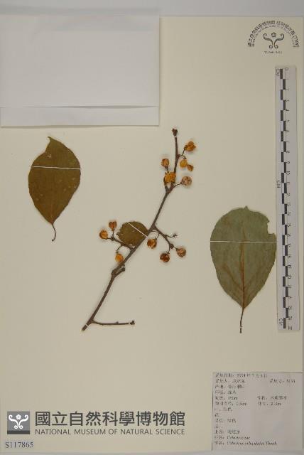 南蛇藤藏品圖，第1張