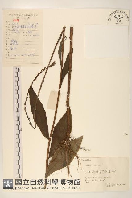 高苞苣藏品圖，第1張