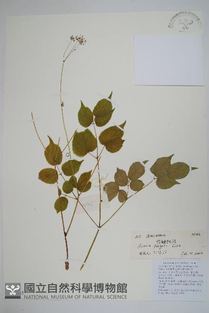 龍眼獨活藏品圖，第1張