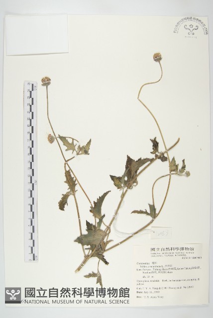 長柄菊藏品圖，第1張