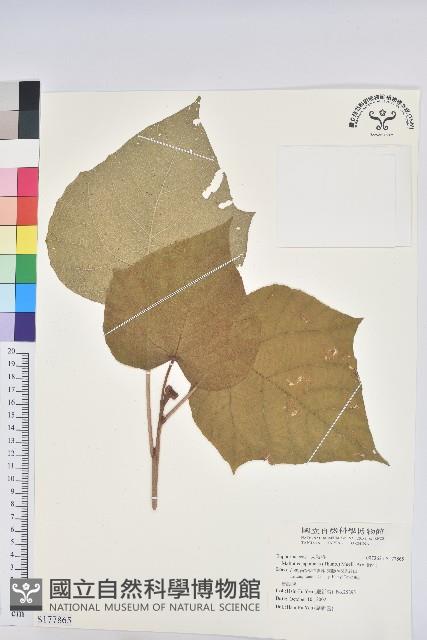 野桐藏品圖，第1張