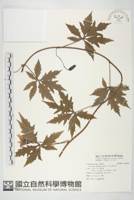 七爪牽牛花藏品圖，第1張