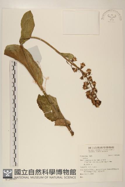 登錄號:S136965藏品圖，第1張