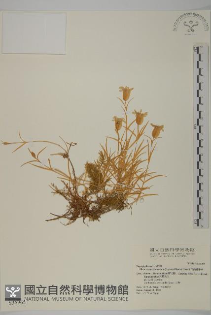 玉山蠅子草藏品圖，第1張