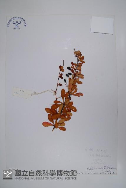 華西小蘗藏品圖，第1張