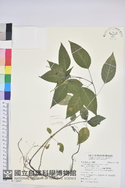 山靛藏品圖，第1張