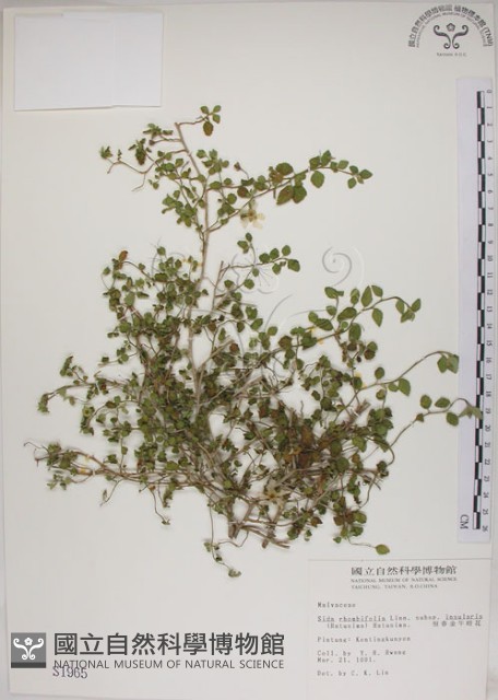 恆春金午時花藏品圖，第1張