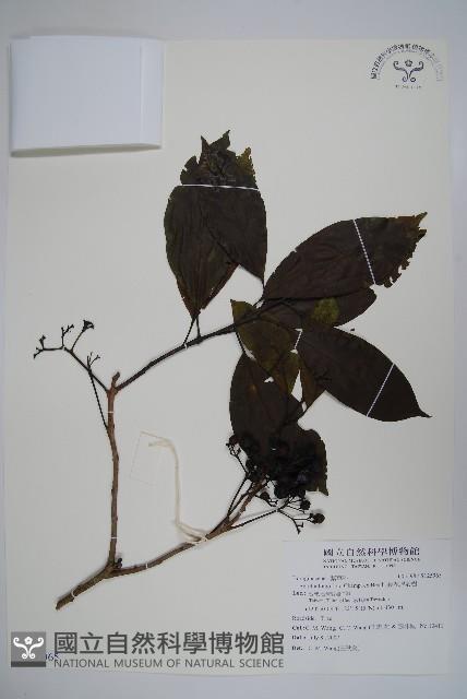 長花厚殼樹藏品圖，第1張