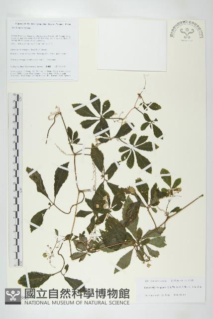 長葉絞股藍藏品圖，第1張