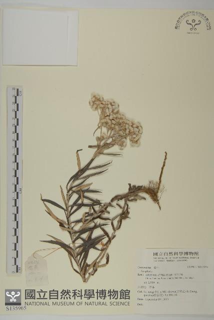 登錄號:S135965藏品圖，第1張