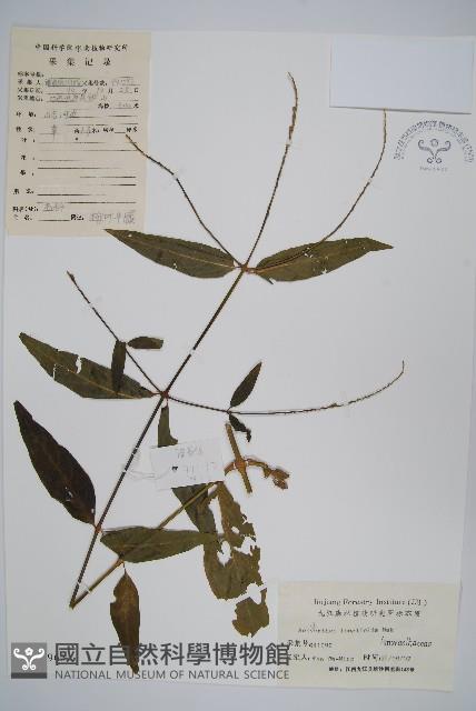 柳葉牛膝藏品圖，第1張