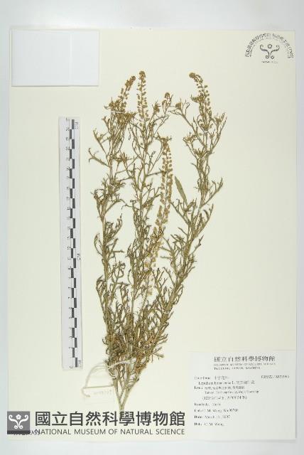 南美獨行菜藏品圖，第1張