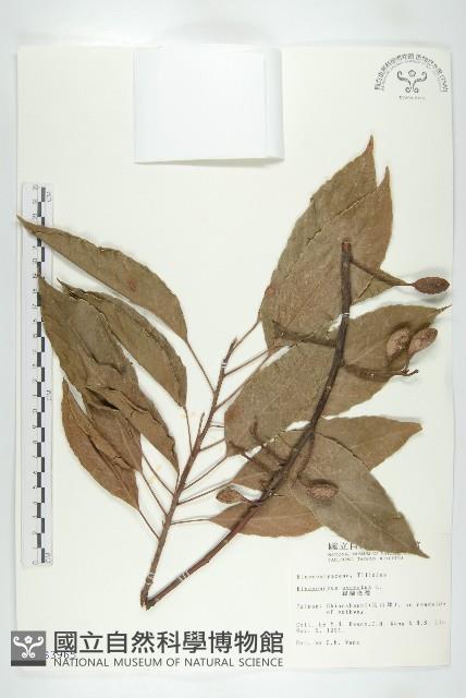 錫蘭橄欖、鋸葉杜英藏品圖，第1張