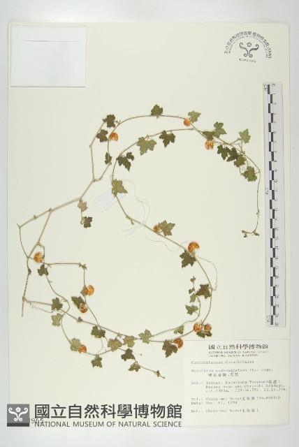 倒吊金鐘、天花藏品圖，第1張