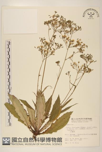 刀傷草藏品圖，第1張