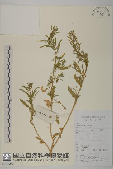 臭杏、土荊芥藏品圖，第1張