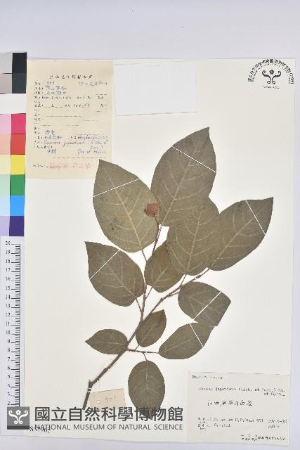 白木烏臼藏品圖，第1張