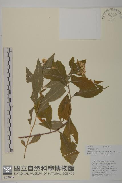 堅葉紫菀藏品圖，第1張