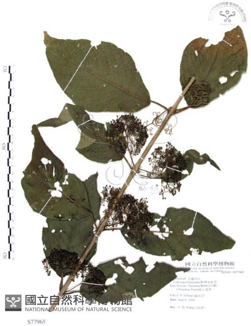 杜虹花，台灣紫珠藏品圖，第1張