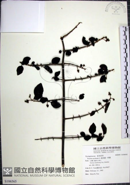 腺果藤、刺藤藏品圖，第1張
