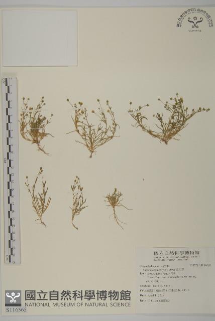 瓜槌草、漆姑草藏品圖，第1張