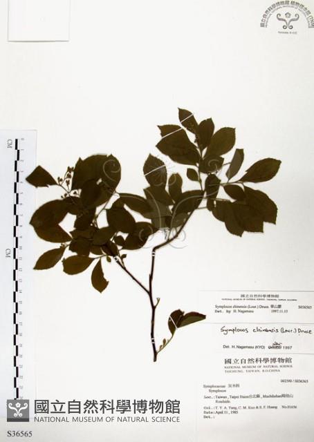 灰木藏品圖，第1張