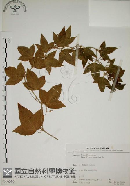 三角葉西番蓮藏品圖，第1張