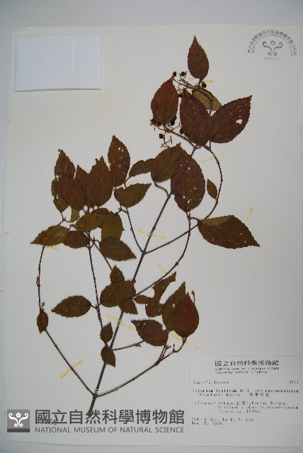 狹葉莢迷藏品圖，第1張