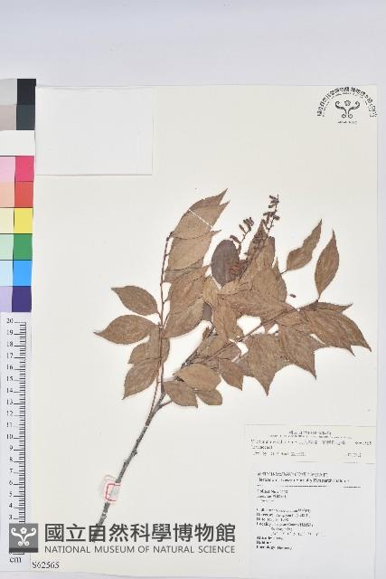 大葉越橘、來特氏越橘藏品圖，第1張