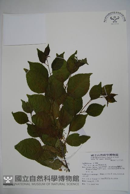 草野氏冬青藏品圖，第1張